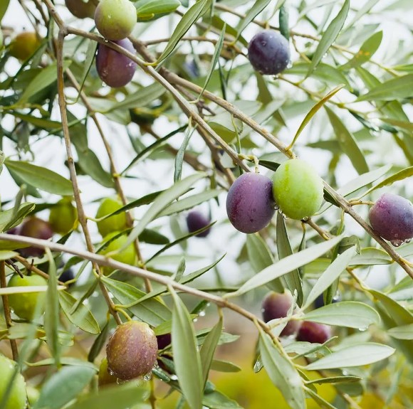 Olive Tree Mission