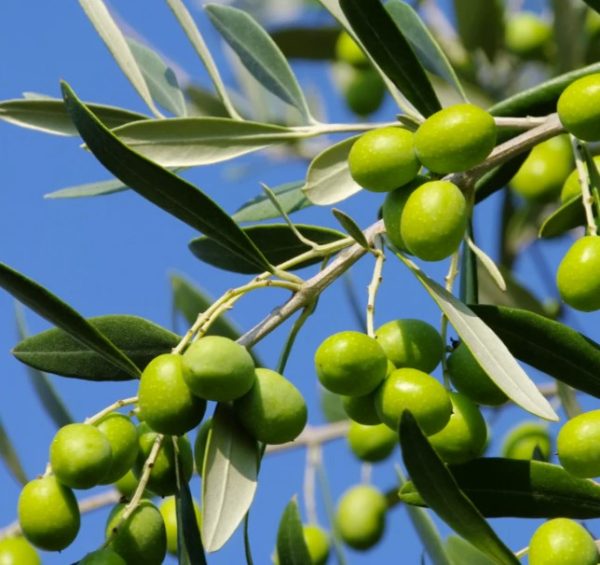 Olive Tree Paragon