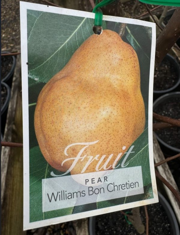 Pear Tree Williams Bon Chretien Pear