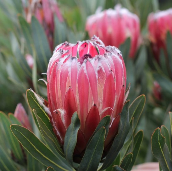 Protea Frosted Fire