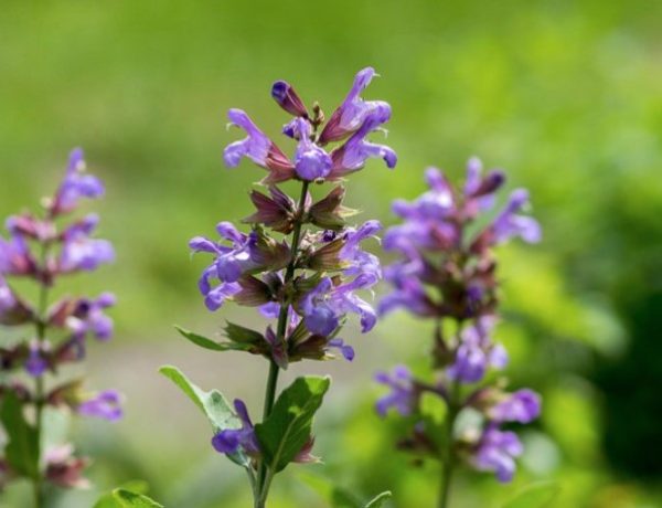 Salvia Officinalis