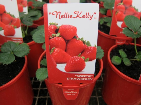 Strawberry Pots Red Strawberries
