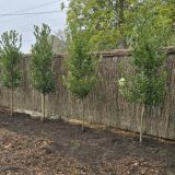 Pleached Miles Choice Bay Trees