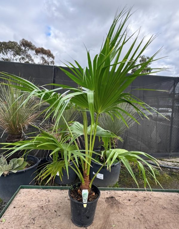 Chinese Fan Palm