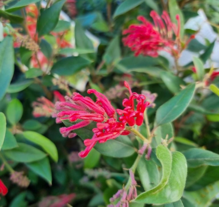 Grevillea Deua Flame - Plants for Spaces