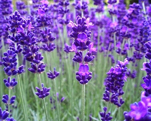 English Lavender Aromatico