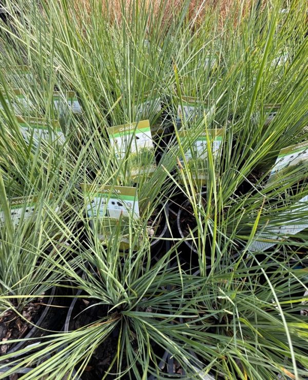 Lomandra Crackerjack