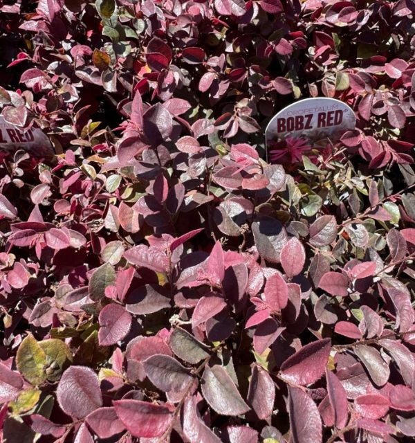 Loropetalum Bobz Red