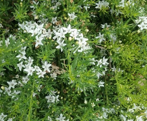Myoporum parvifolium Fine Leaf White