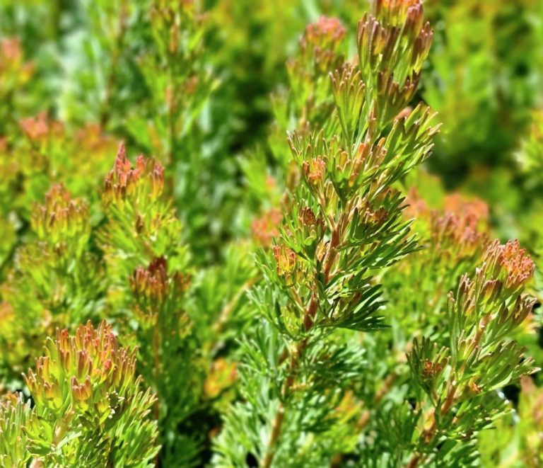 Woolly Bush (Pillar Form) - Plants for Spaces