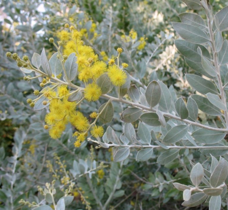 Queensland Silver Wattle - Plants For Spaces