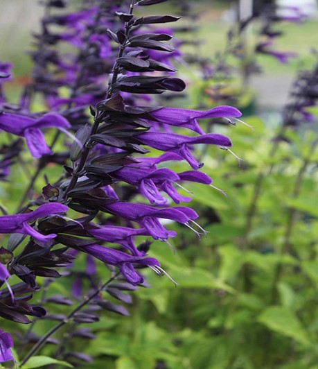 Salvia Amistad