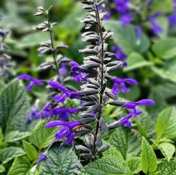 Salvia Black and Bloom