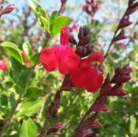 Salvia Huntington Red