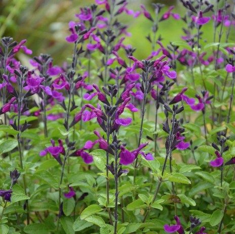 Salvia Ignition Purple