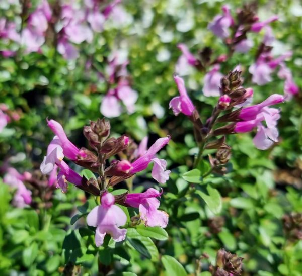 Salvia Mirage Soft Pink