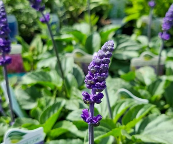 Salvia hybrida Mystic Spires