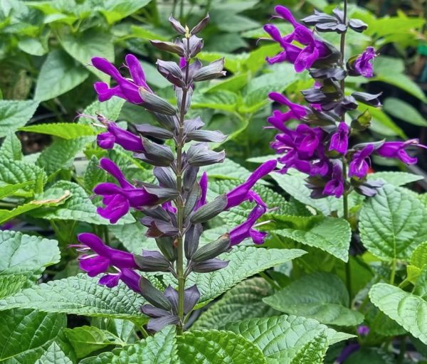 Salvia Purple and Bloom