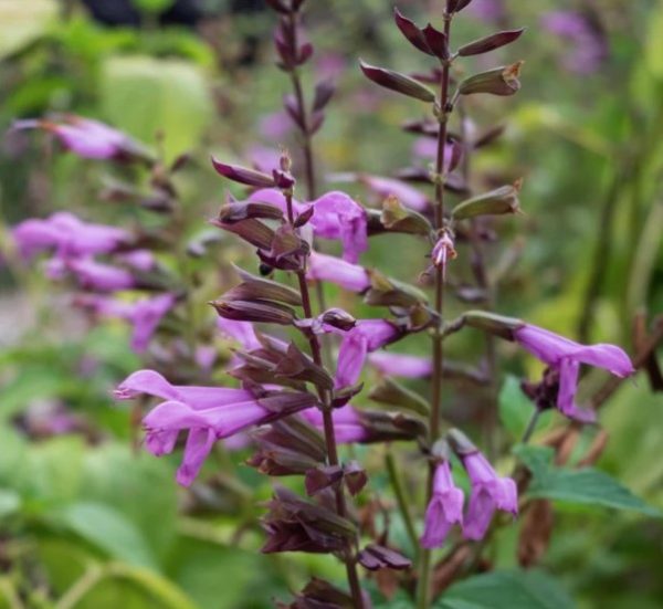 Salvia Vivacious Fisher