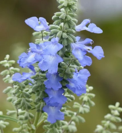 Salvia Azure Blue