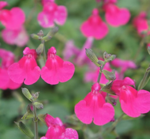 Salvia microphylla Cyclamen