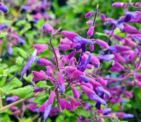 Salvia Pine Mountain Sage