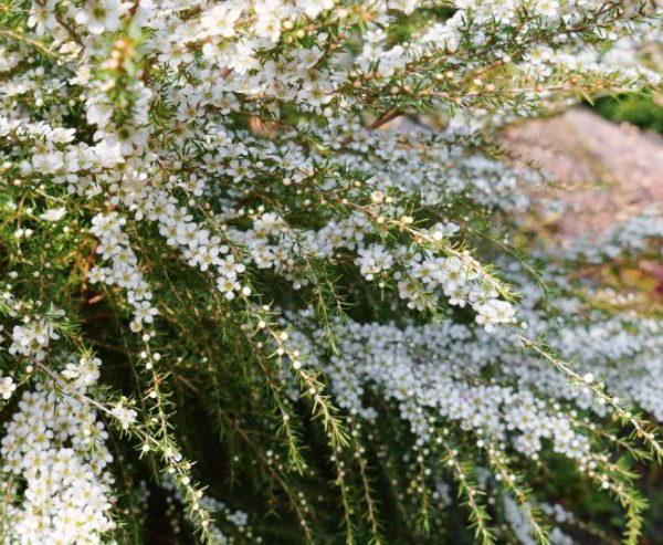 Leptospermum flavescens Cardwell Tea Tree