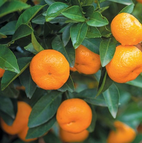 Japanese Seedless Mandarin