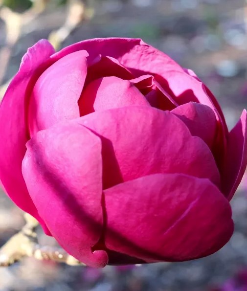 Magnolia Black Tulip