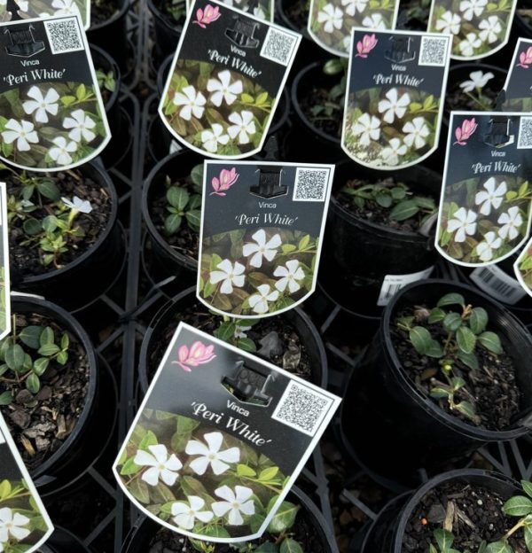 Dwarf White Periwinkle