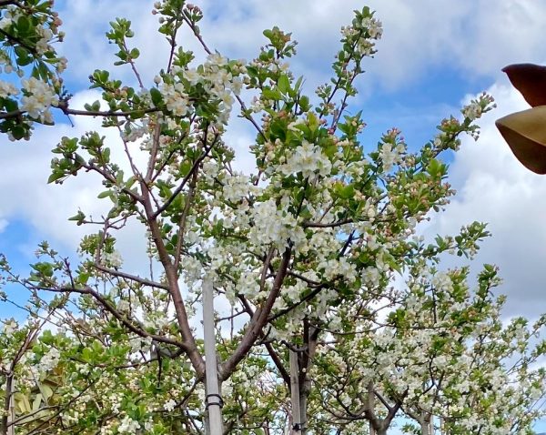 Crabapple Malus sargentii