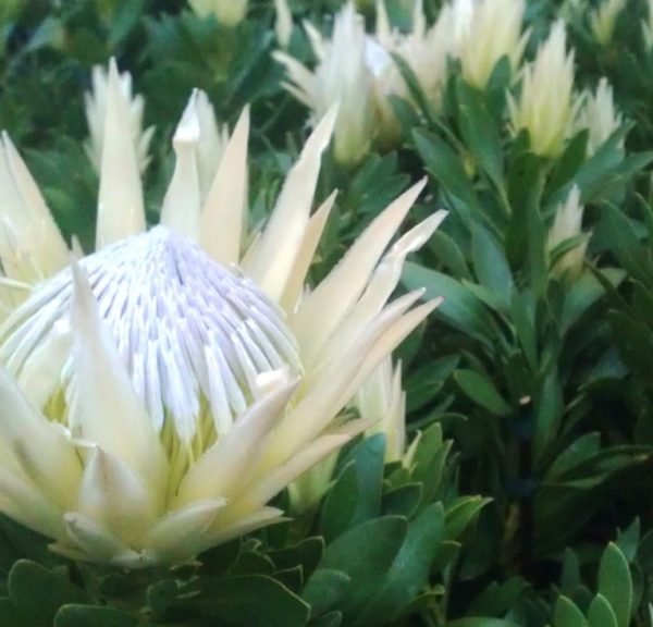 Protea White Crown