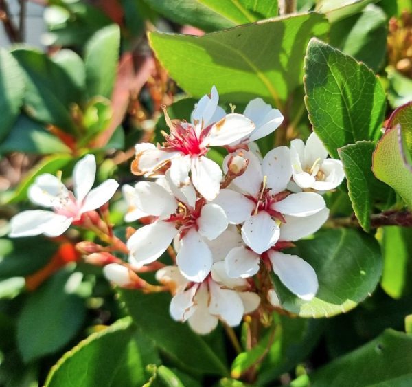 Indian Hawthorn Cosmic White