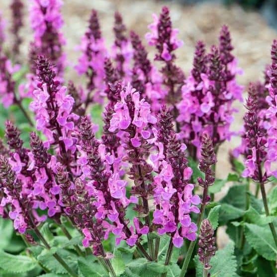 Salvia Marvel Rose