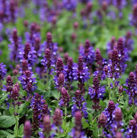 Salvia nemorosa Blue Marvel