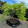 Weeping Maple Tree 30 Years Old for Sale