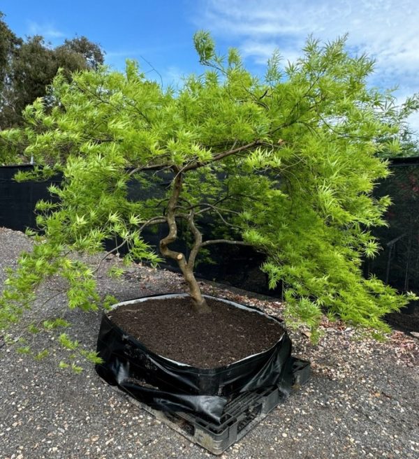 Weeping Maple Tree 30 Years Old for Sale