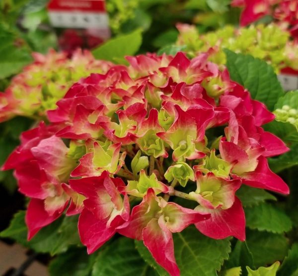 Hydrangea macrophylla Tea Time Red