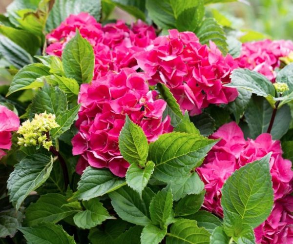 Hydrangea macrophylla Tuxedo Pink