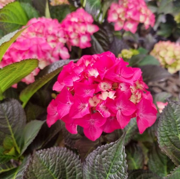 Hydrangea macrophylla Tuxedo Red