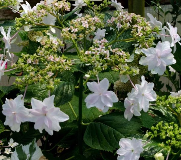 Hydrangea Fuji Waterfall