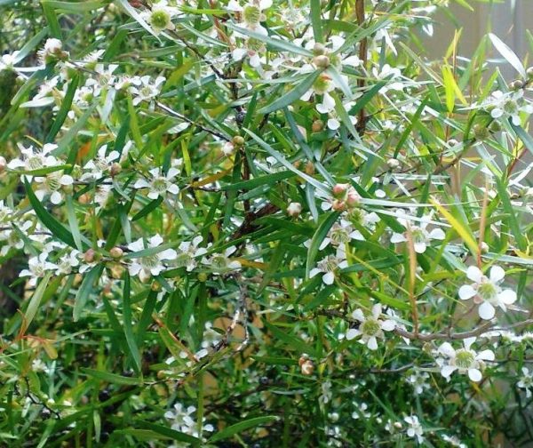 Lemon Scented Tea Tree Leptospermum petersonii