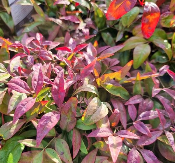 Nandina Blush