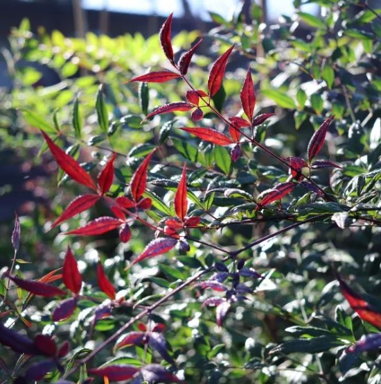 Nandina Summer Sunset