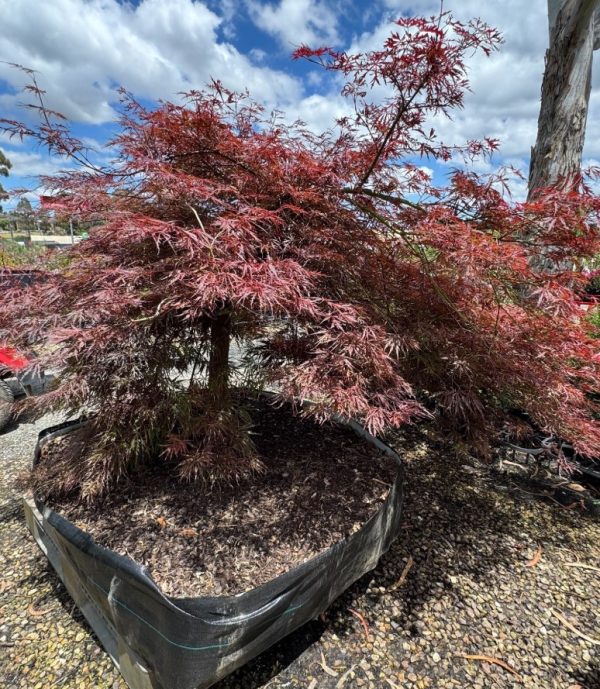 Weeping Japanese Maple Tree