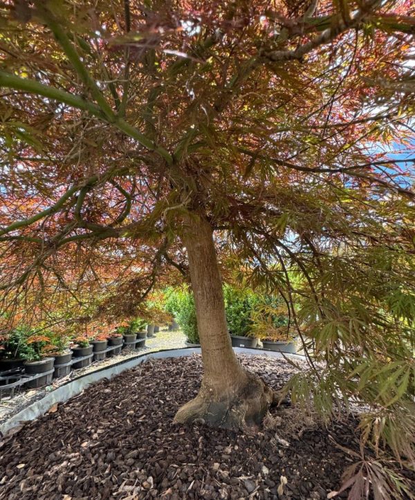 Weeping Japanese Maple Tree