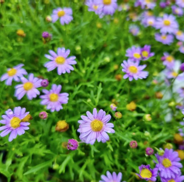 Fresco Purple Daisy