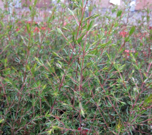 Brown Boronia