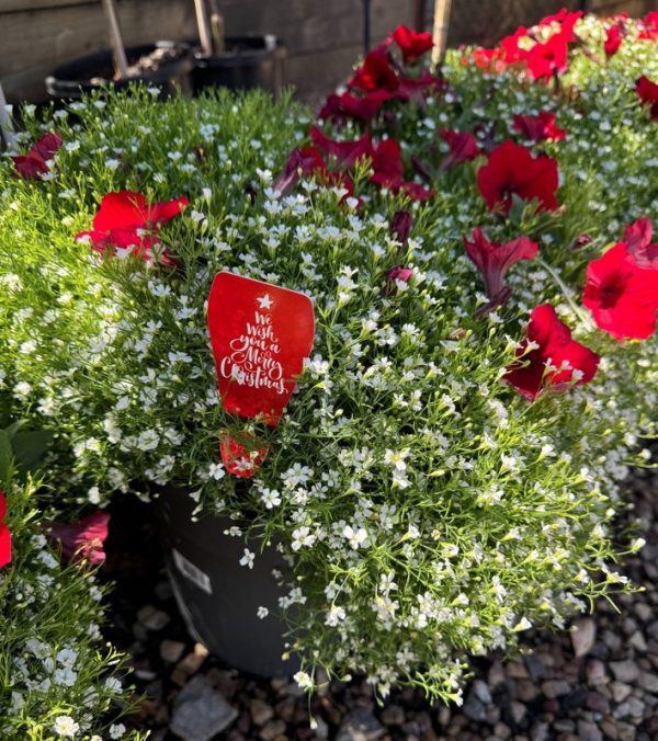 Christmas Planter Pot (Red Petunia & White Lobelia)