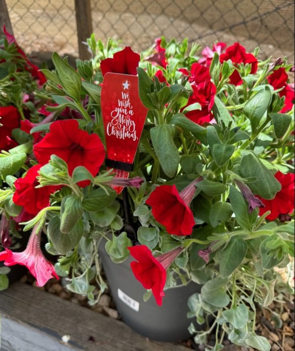 Christmas Planter Pot Petunia Red